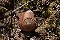 Amborhytida duplicata