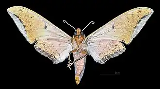 Female ventral view
