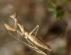 A brown, preying mantis specimen holding onto a stick