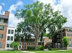 American elm at Dartmouth College in Hanover, New Hampshire (June 2015) This tree was cut down in 2022 due to Dutch elm disease.[76]