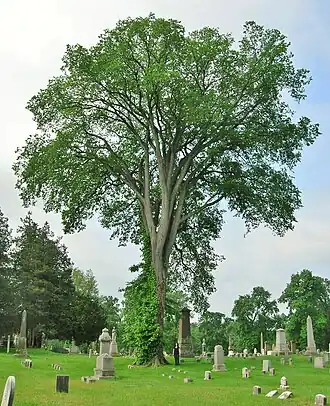 American elm, Spring Grove Cemetery, Hartford, Connecticut (2012). Girth 15&nbsp;ft at 4.5&nbsp;ft above ground; height 83&nbsp;ft; spread 75&nbsp;ft. This tree died in 2021 due to Dutch elm disease.