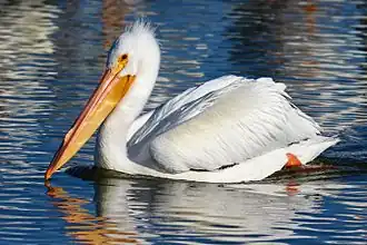 White American Pelican ( Pelecanus erythrorhynchos)
