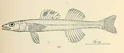 Drawing of approximately two-and-a-quarter inch fish