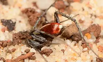 male
