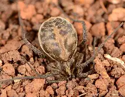 female