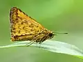 Male
