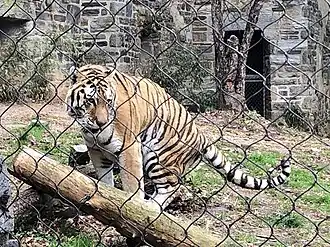 An Amur tiger
