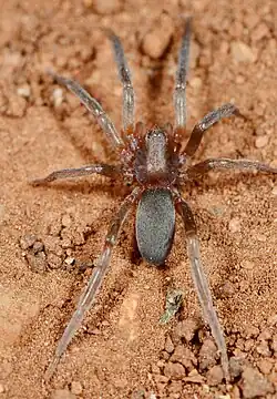 female