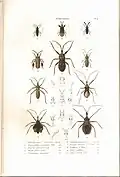 Plate 6 from: C.J.-B. Amyot and J. G. Audinet-Serville (1843). Histoire naturelle des insectes. Hémiptères. Paris, Librairie encyclopédique de Roret.