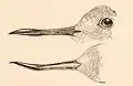 Side and top view of a wrybill's beak
