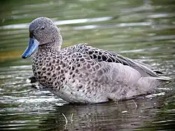Anas andium Garceta barcina Andean Teal (8277653772)