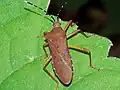Anasa bellator, Brasil