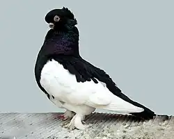 Crested magpie-marked