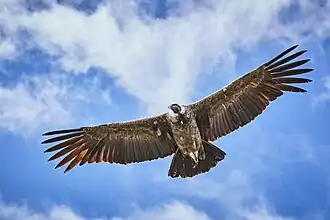 At Colca Canyon, Peru