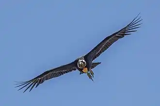 Male, Farellones, Chile
