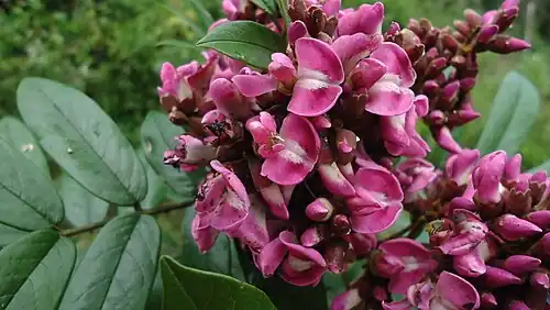 Andira fraxinifolia