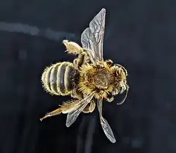 A. accepta