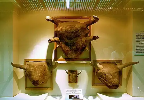 Neolithic bucrania from Çatalhöyük, 7500-6400 BC (Museum of Anatolian Civilizations, Ankara)