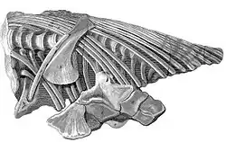 Drawn postcranial skeleton of a marine reptile on a white background.