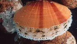 Scallops swim by clapping their two shells open and closed