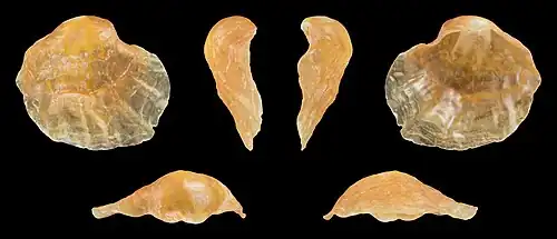 Orange form