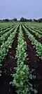 Another Closeup of Kasti Coriander farm