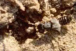 Anotylus tetracarinatus