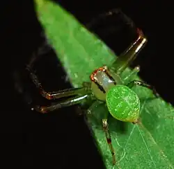 male