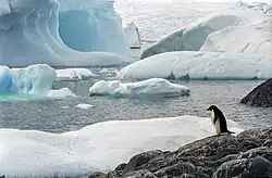 Image 10Few creatures make the ice shelves of Antarctica their habitat, but water beneath the ice can provide habitat for multiple species. Animals such as penguins have adapted to live in very cold conditions. (from Habitat)