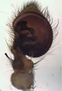 male palp