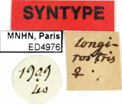 Aphria longirostris label