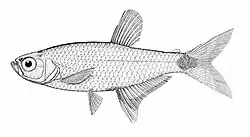 Dawn tetra drawing