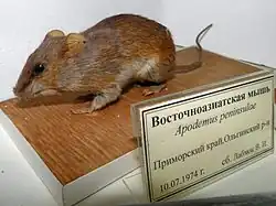 Stuffed brown mouse