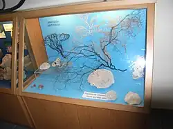 Anthozoa