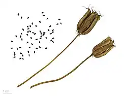 Photograph of Aquilegia vulgaris fruit and seeds