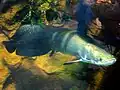 Arapaima at the Shedd Aquarium