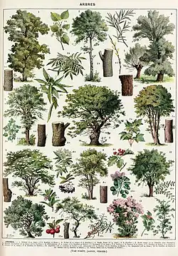 Trees: wood, leaves, fruits, etc., second plate.