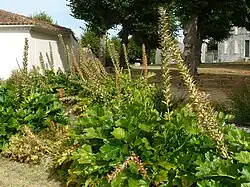 Acanthus in Arces