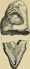 Shale figurine that were considered to be forgeries by Dr Munro
