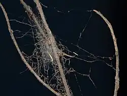 web