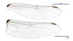Male wings