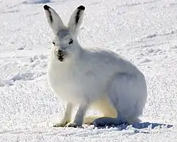 White hare with black ear tips sitting in snow