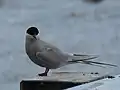 Arctic Tern
