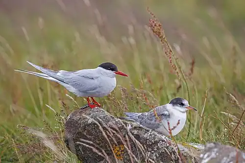 adult with juvenile