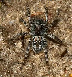 Arctosa sp.