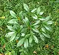 Ardisia crenata without fruit