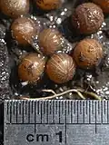 Ardisia crenata seeds