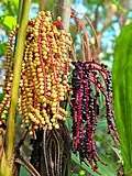 Areca triandra Roxb. ex Buch.-Ham.