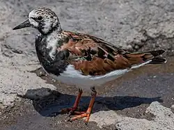 Ruddy turnstone, Las Palmas, Gran Canaria