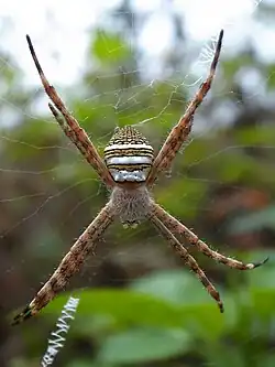 A. aemula